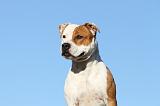 AMSTAFF  PORTRAIT 010